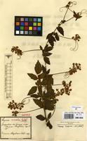 Syntype of Serjania comata Radlk. [family SAPINDACEAE]