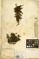 Filed as Pleopeltis polypodioides (L.) E.G.Andrews & Windham [family POLYPODIACEAE]