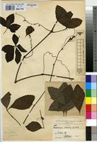 Type of Ampelocissus venenosa De Wild. [family VITACEAE]