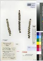 Isotype of Euphorbia ambroseae L.C.Leach var. spinosa L.C.Leach [family EUPHORBIACEAE]