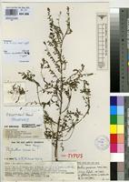 ▲01)【同梱不可】グレート・ブリテン島およびアイルランド植物誌 Vol.5/Flora of Great.../Peter Sell/Gina Murrell/Cambridge/洋書/A Flora of Great Britain and Ireland: Volume 5, Butomaceae