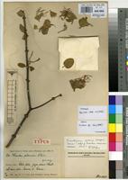 Isotype of Loranthus subsericeus Weim. [family LORANTHACEAE]