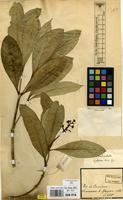 Type of Coussarea verticillata Mull.Arg. var. glabra Mull.Arg. [family RUBIACEAE]