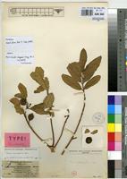Isotype of Ficus antithetophylla Miq. [family MORACEAE]