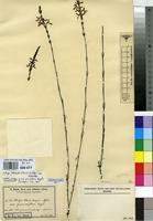 Type of Striga bilabiata (Thunb.) Kuntze subsp. bilabiata [family SCROPHULARIACEAE]