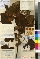 Isotype of Dombeya trichoclada Mildbr. [family STERCULIACEAE]