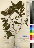 Type of Thamnojusticia amabilis Mildbr. [family ACANTHACEAE]