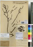 Isotype of Viscum junodii (Tiegh.) Engl. [family VISCACEAE]