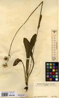 Filed as Conyza subscaposa O.Hoffm. [family COMPOSITAE]