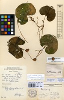 Filed as Nervilia crociformis Seidenf. [family ORCHIDACEAE]