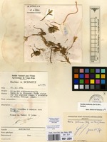 Filed as Nervilia crociformis Seidenf. [family ORCHIDACEAE]