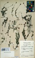 Filed as Sphaeranthus flexuosus O.Hoffm. [family COMPOSITAE]
