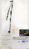 Filed as Disa aconitoides Sond. var. aconitoides [family ORCHIDACEAE]