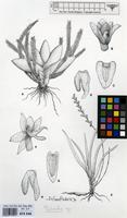 Filed as Bolusiella iridifolia (Rolfe) Schltr. subsp. iridifolia [family ORCHIDACEAE]