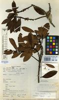 Filed as Rapanea melanophloeos (L.) Mez [family MYRSINACEAE]