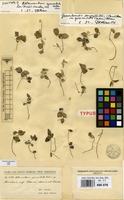 Isotype of Alternanthera geniculata Urb. [family AMARANTHACEAE]