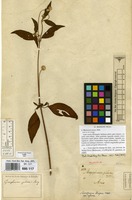 Holotype of Mogiphanes pilosa M.Martens & Galeotti [family AMARANTHACEAE]