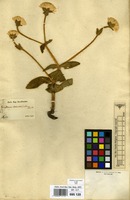 Type of Gomphrena schlechtendaliana Mart. [family AMARANTHACEAE]