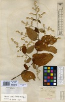 Syntype of Gomphrena latifolia M.Martens & Galeotti [family AMARANTHACEAE]