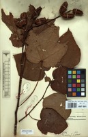 Filed as Clappertonia polyandra (K.Schum. ex Sprague) Bech. [family MALVACEAE]
