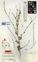 Type of Anthochlamys rechingeri Aellen [family AMARANTHACEAE]
