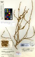 Isotype of Aellenia subaphylla (C.A.Mey.) Aellen subsp. charifii Aellen [family CHENOPODIACEAE]