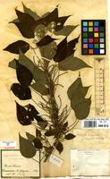 Syntype of Acalypha brasiliensis Mull.Arg. var. longipes Mull.Arg. [family EUPHORBIACEAE]