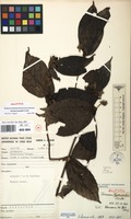 Holotype of Tarenna leonardii N.Halle [family RUBIACEAE]
