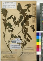 Type of Phaulopsis inaequalis Hochst. ex Pic. Serm. [family ACANTHACEAE]