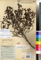 Holotype of Tricalysia niamniamensis Schweinf. ex Hiern var. nodosa Robbr. [family RUBIACEAE]
