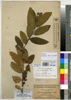 Isotype of Ficus antithetophylla Miq. [family MORACEAE]