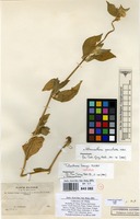 Isotype of Telanthera bangii Rusby [family AMARANTHACEAE]