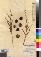 Type of Ceropegia achtenii De Wild. [family APOCYNACEAE]