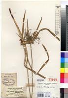 Isolectotype of Cyperus fischerianus G.W.Schimp. ex A.Rich. [family CYPERACEAE]