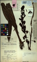 Filed as Eulophia alta (L.) Fawc. & Rendle [family ORCHIDACEAE]