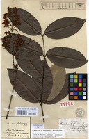 Syntype of Banisteria gardneriana A.Juss. var. nummifera (A.Juss.) Nied. [family MALPIGHIACEAE]