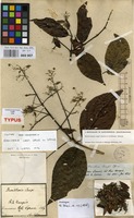 Isotype of Banisteria caapi Spruce ex Griseb. [family MALPIGHIACEAE]