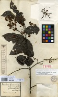 Lectotype of Banisteria gardneriana A.Juss. var. nummifera (A.Juss.) Nied. [family MALPIGHIACEAE]