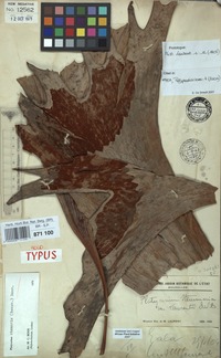 Holotype of Platycerium stemaria (P.Beauv.) Desv. var. laurentii De wild. [family POLYPODIACEAE]