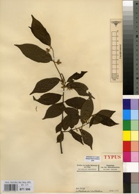 Isotype of Grewia schliebenii Burret [family TILIACEAE]