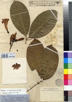 Type of Anemopaegma pachypus K.Schum. [family BIGNONIACEAE]