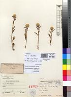 Isotype of Celosia welwitschii Schinz [family AMARANTHACEAE]