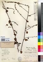 Isolectotype of Celosia loandensis Baker [family AMARANTHACEAE]