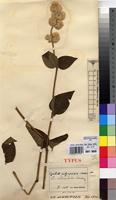 Type of Cyathula echinulata Hauman [family AMARANTHACEAE]