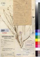 Holotype of Centemopsis trinervis Hauman [family AMARANTHACEAE]