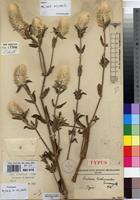 Type of Pandiaka trichinioides Suess. [family AMARANTHACEAE]