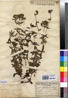 Isotype of Agathisanthemum bojeri Klotzsch subsp. australe Bremek. [family RUBIACEAE]