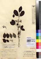 Type of Rytigynia friesiorum Robyns [family RUBIACEAE]