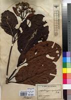 Type? of Hallea ledermannii (K.Krause) Verdc. [family RUBIACEAE]