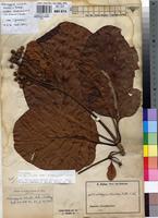 Type? of Hallea ledermannii (K.Krause) Verdc. [family RUBIACEAE]